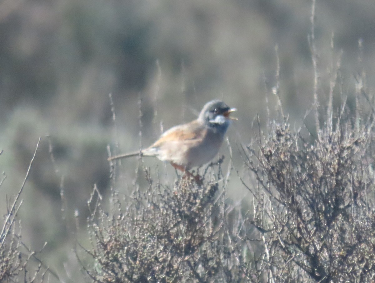 Spectacled Warbler - ML619783234
