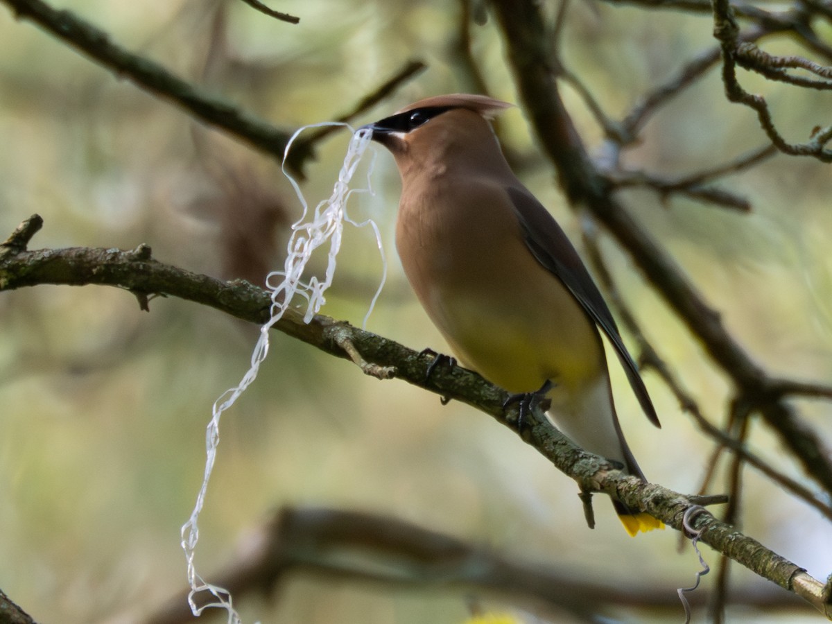 Cedar Waxwing - ML619783236