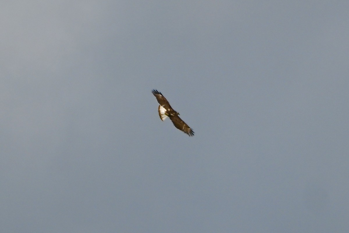 Red-tailed Hawk (Harlan's) - ML619783239