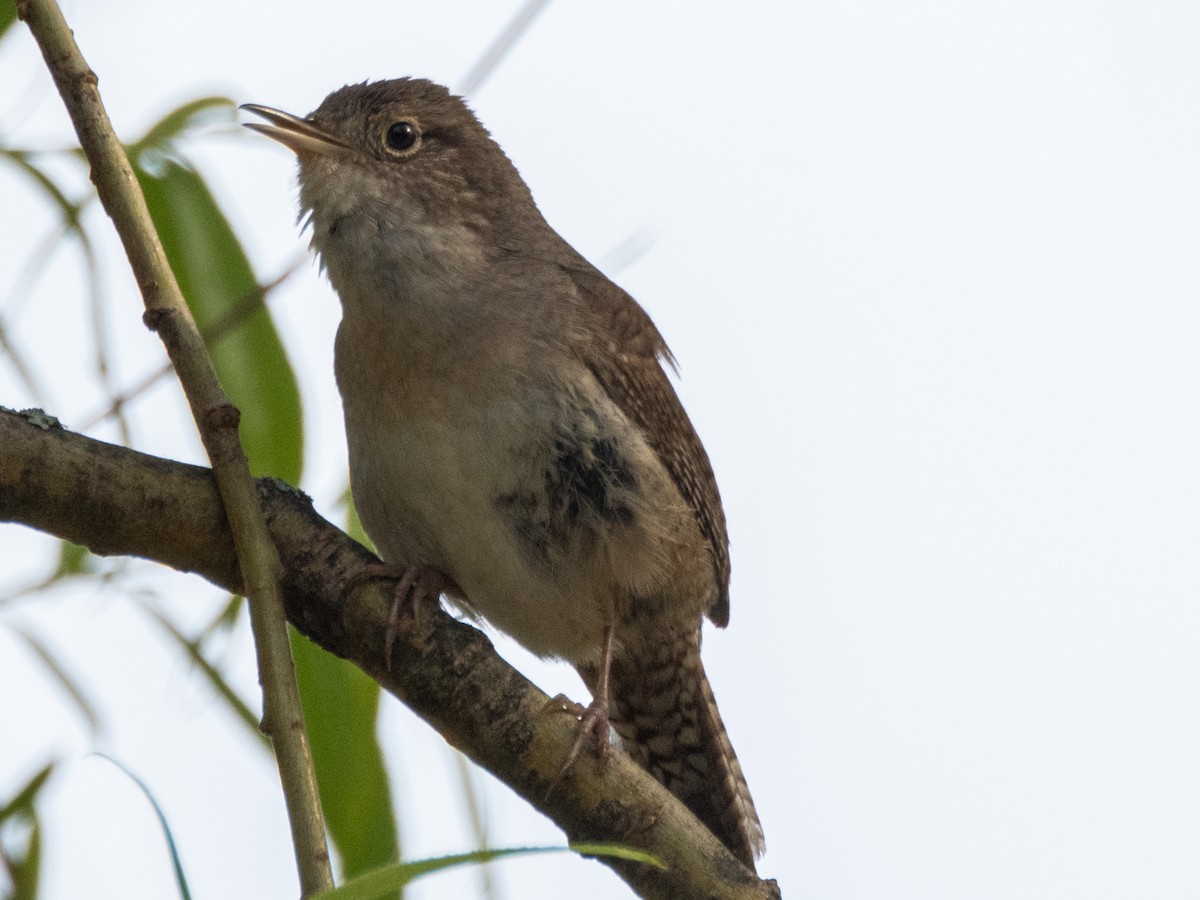 Northern House Wren - ML619783243