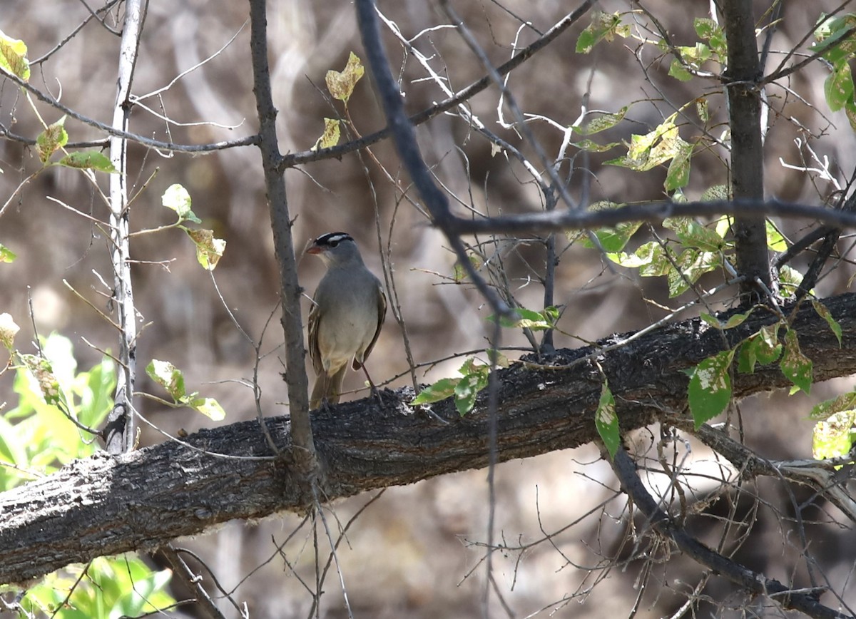 White-crowned Sparrow - ML619783250