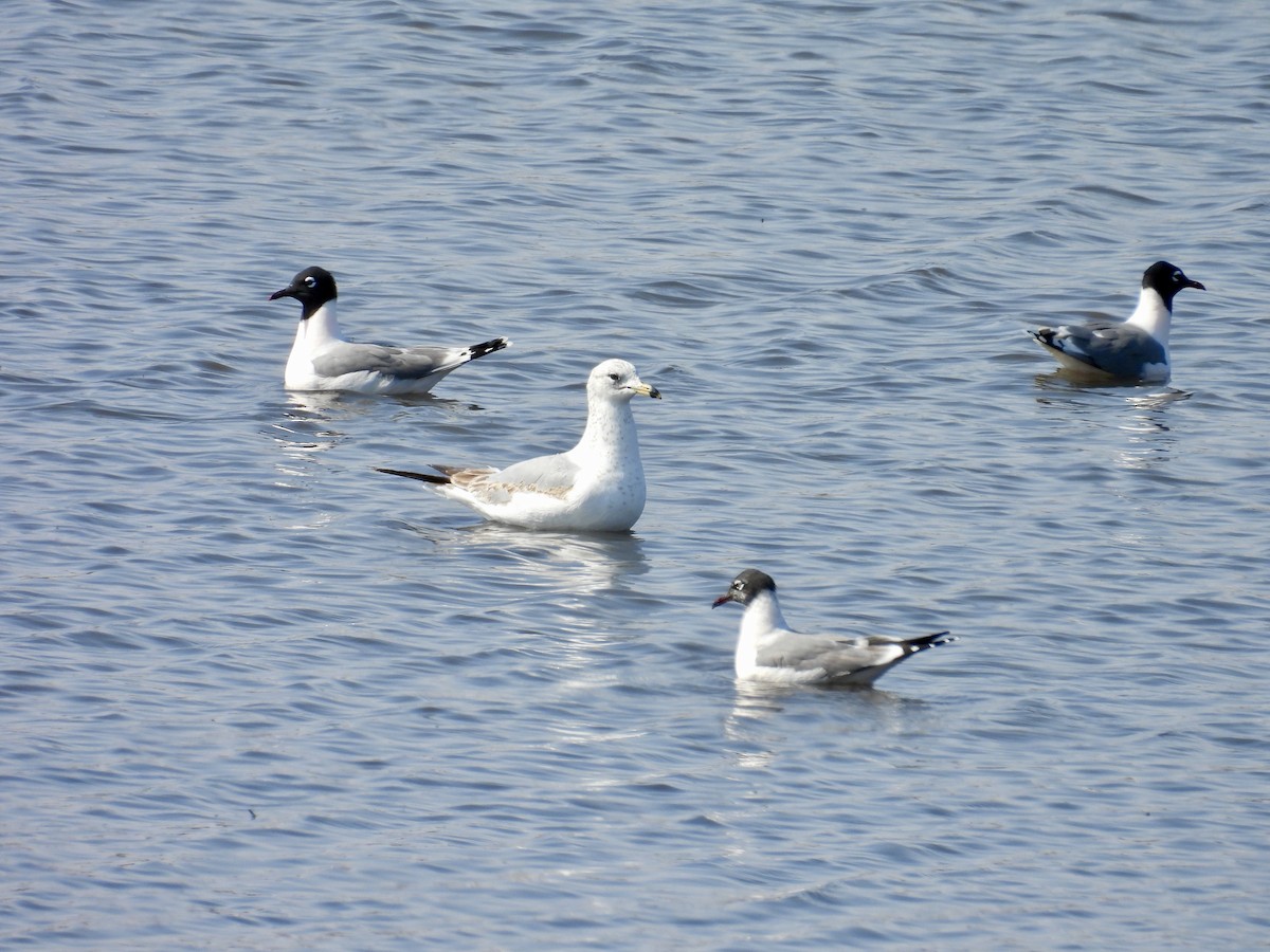 Ring-billed Gull - ML619783251