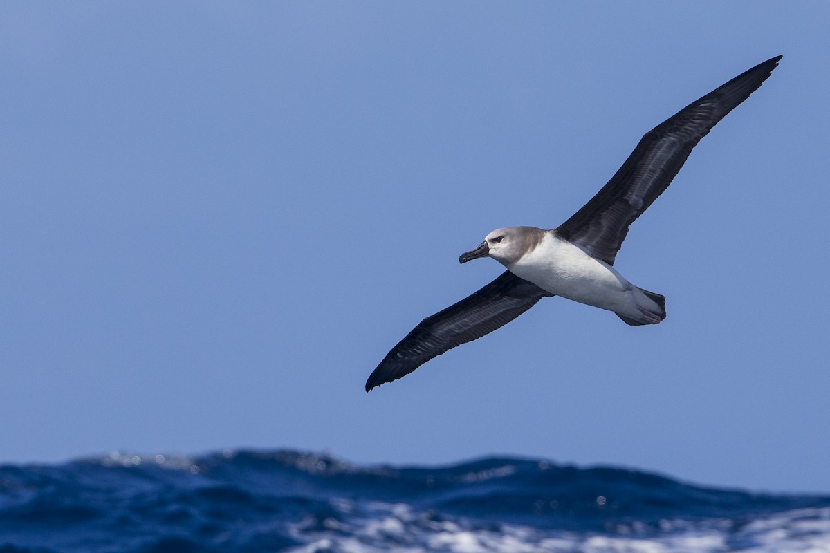 albatros šedohlavý - ML619783255