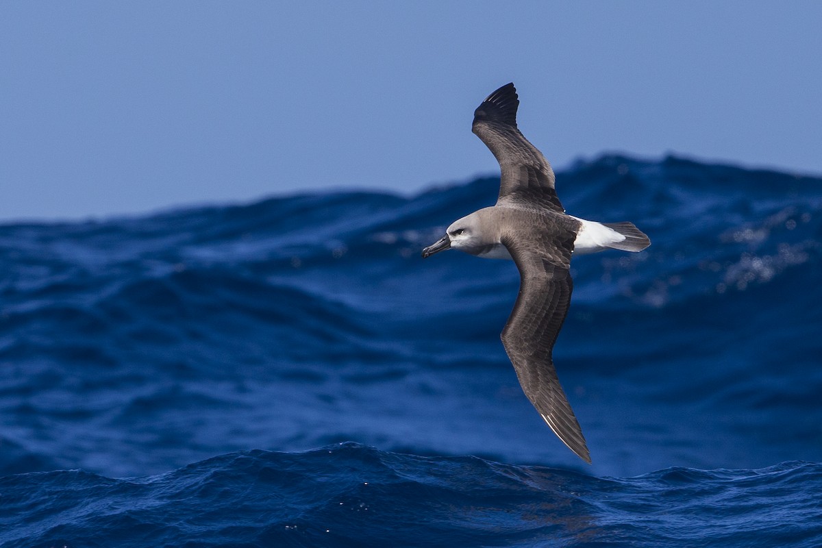 albatros šedohlavý - ML619783256