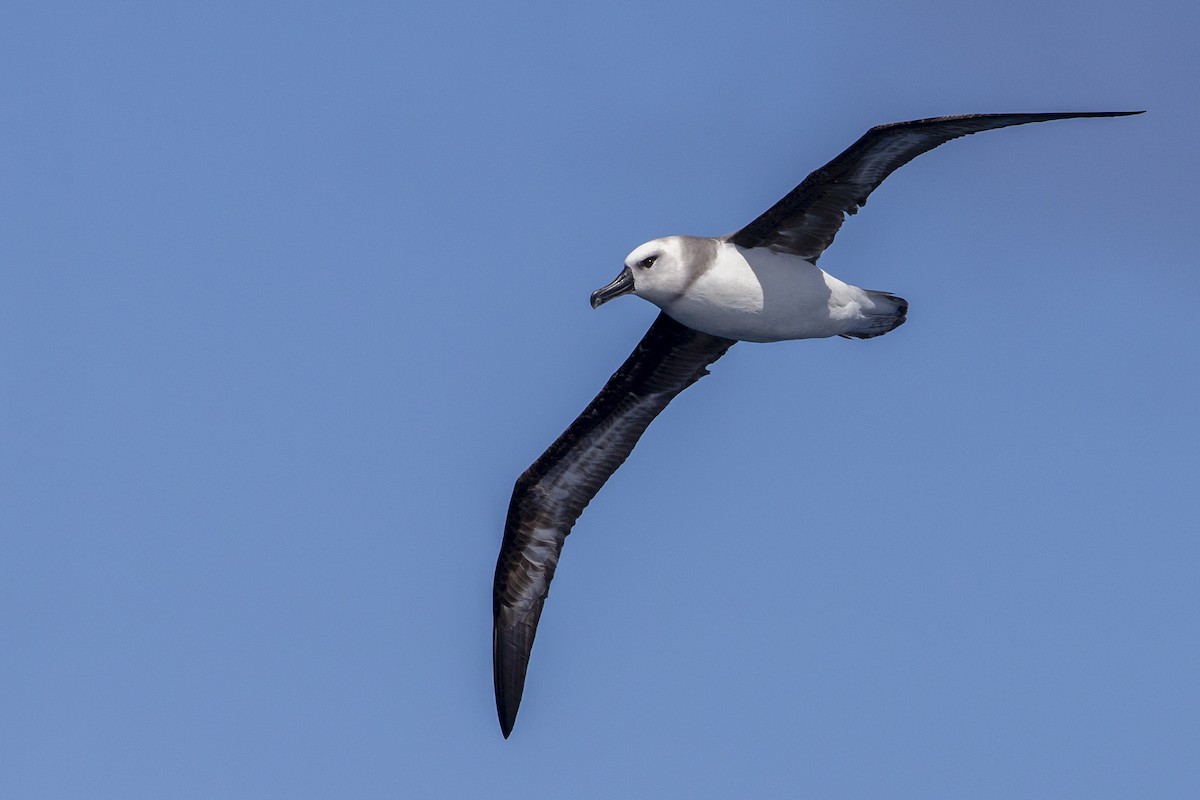 albatros šedohlavý - ML619783257