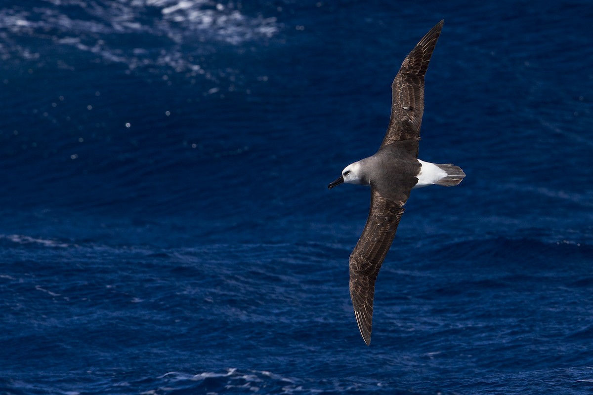 Gray-headed Albatross - Michael Stubblefield