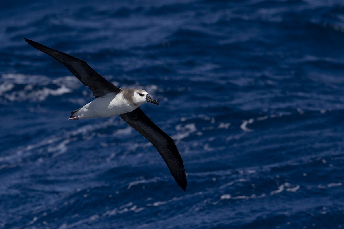 albatros šedohlavý - ML619783259