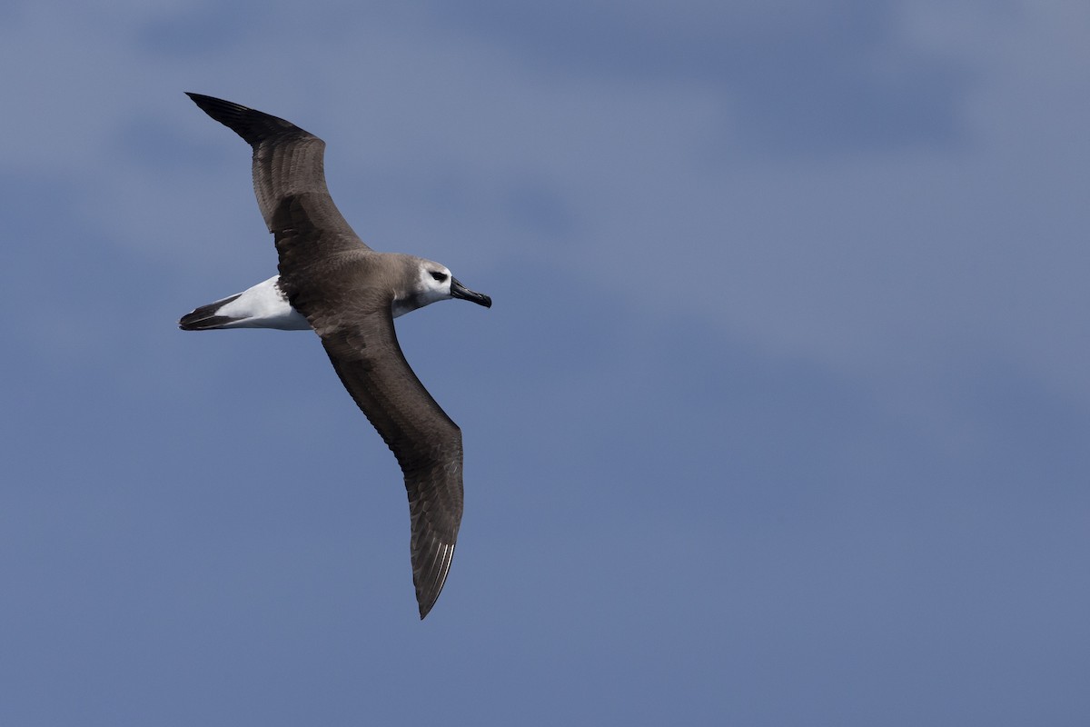 albatros šedohlavý - ML619783261