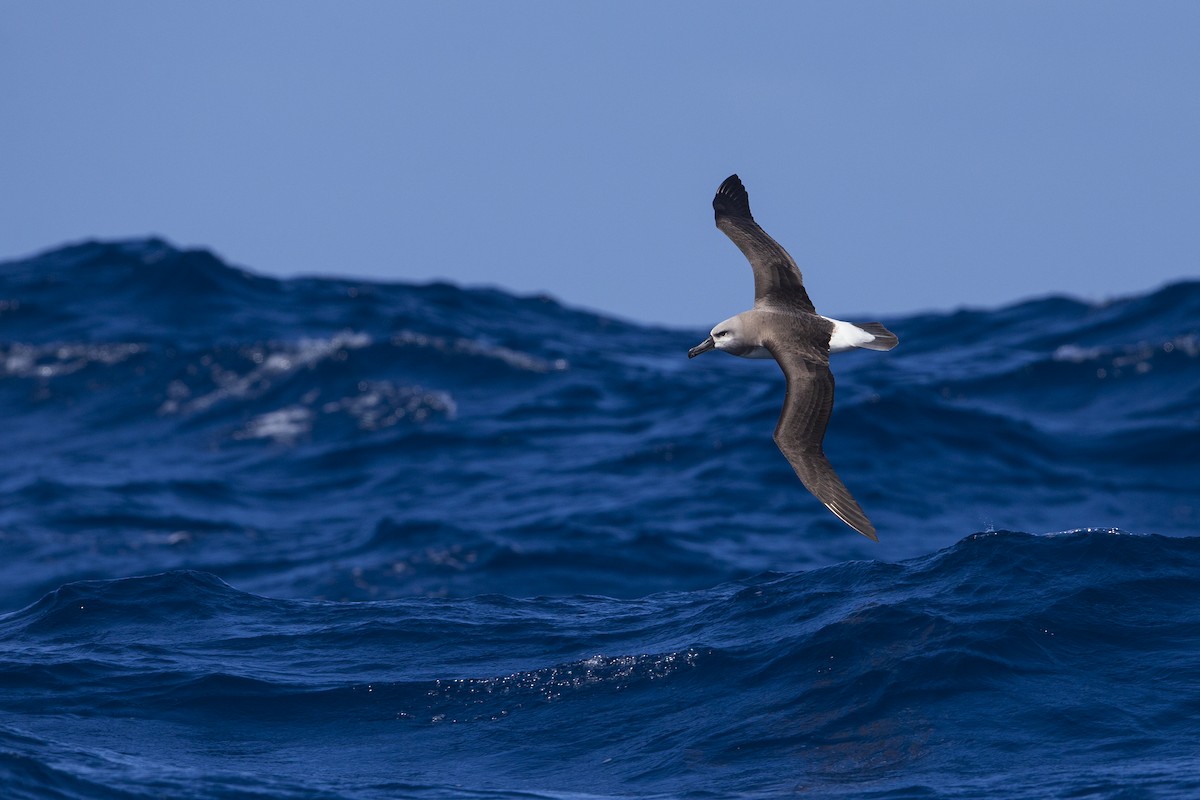 albatros šedohlavý - ML619783262