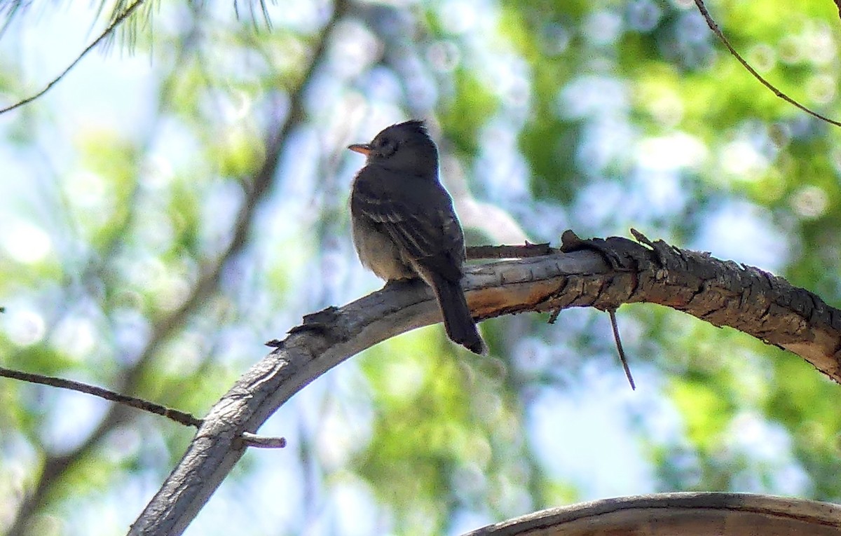 Greater Pewee - ML619783265