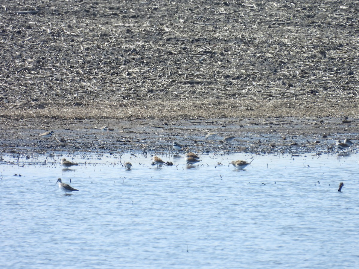 Semipalmated Plover - ML619783267