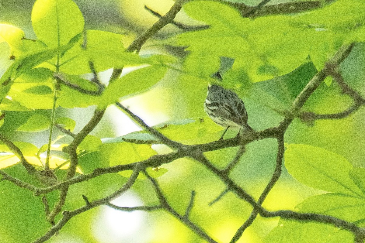 Black-throated Gray Warbler - ML619783271