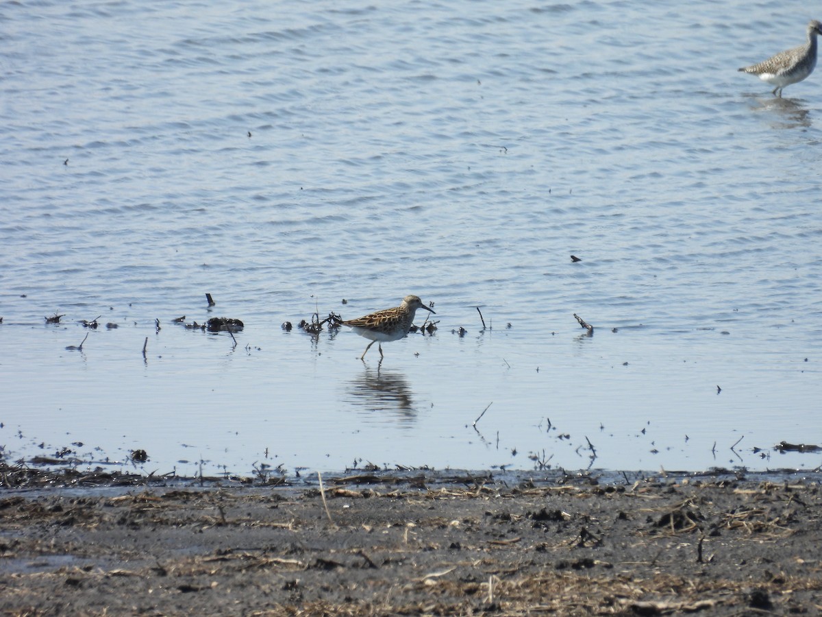 Pectoral Sandpiper - ML619783272