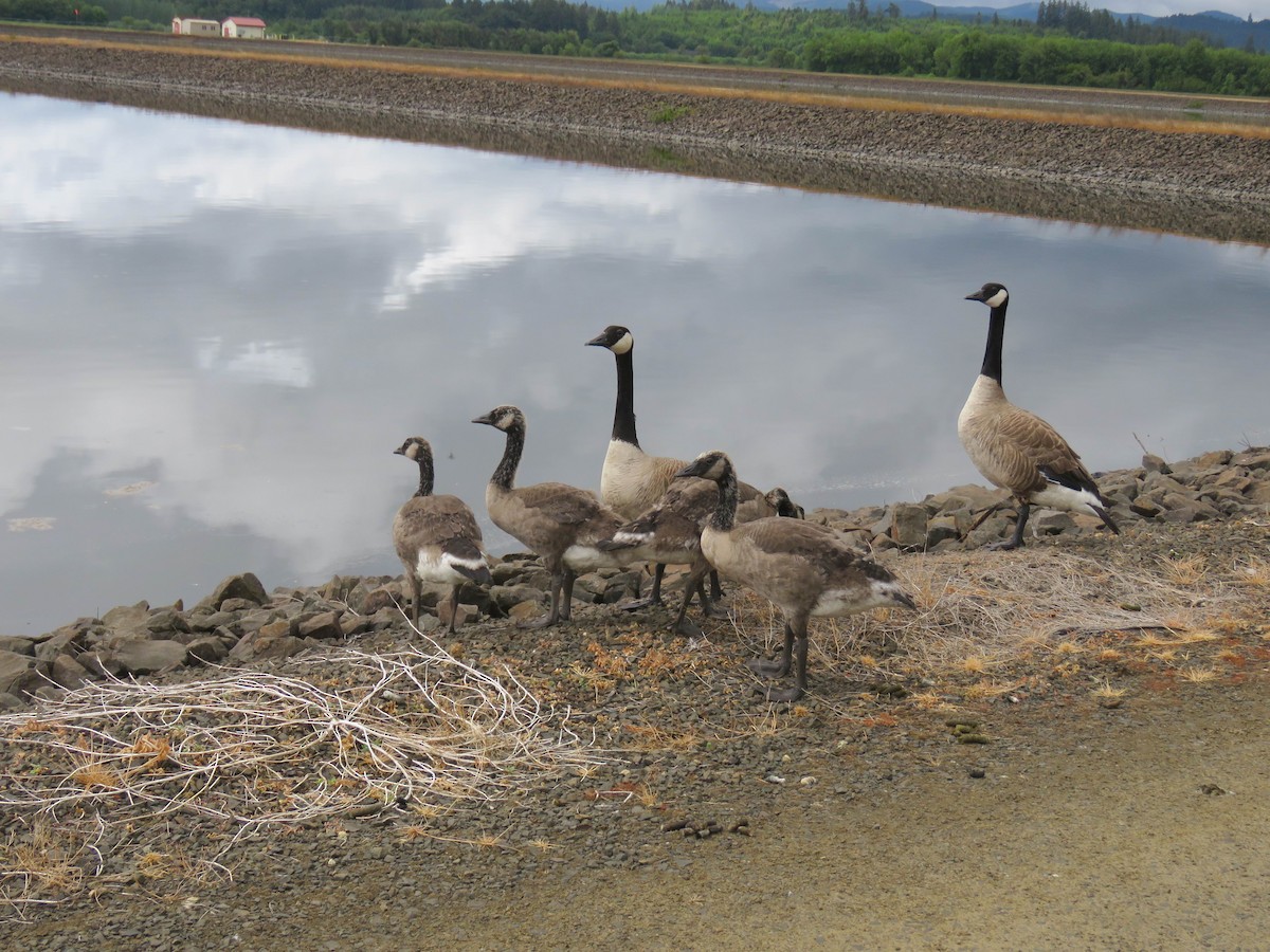 Canada Goose (moffitti/maxima) - ML619783279