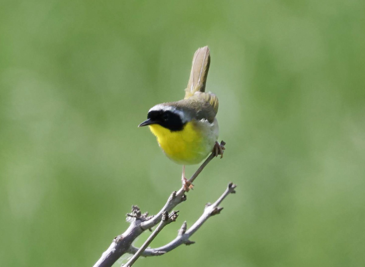 Common Yellowthroat - ML619783280