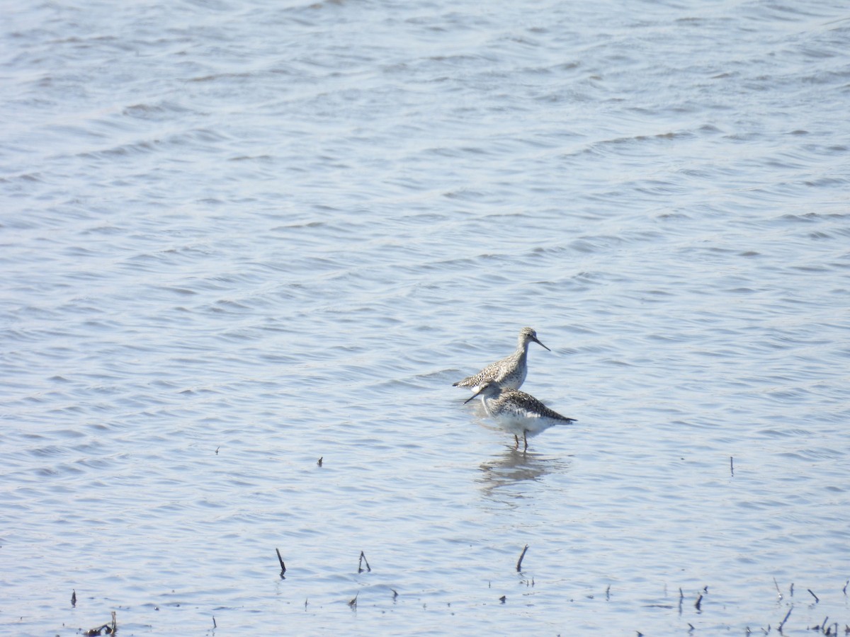 Lesser Yellowlegs - ML619783281