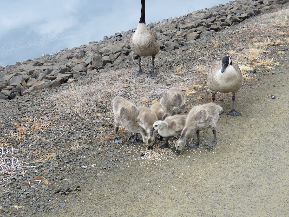 Canada Goose (moffitti/maxima) - ML619783282