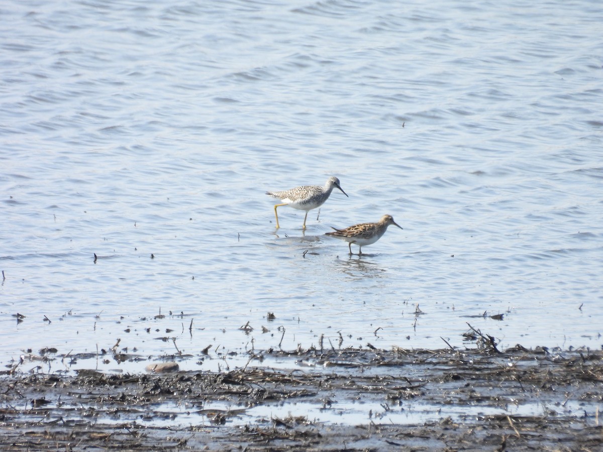 Lesser Yellowlegs - ML619783283