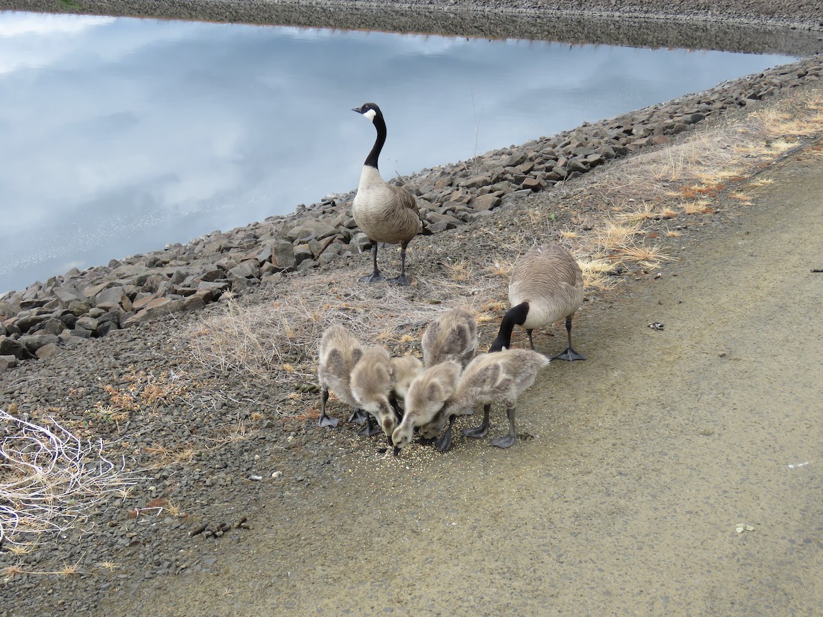 Canada Goose (moffitti/maxima) - ML619783284