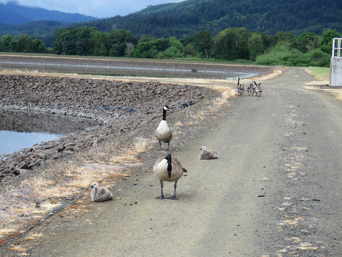 Canada Goose (moffitti/maxima) - ML619783287