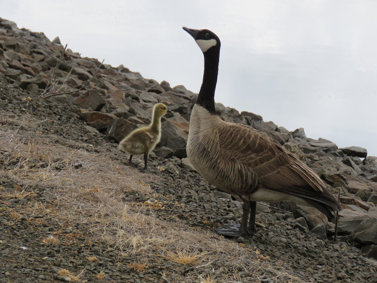 Canada Goose (moffitti/maxima) - ML619783292