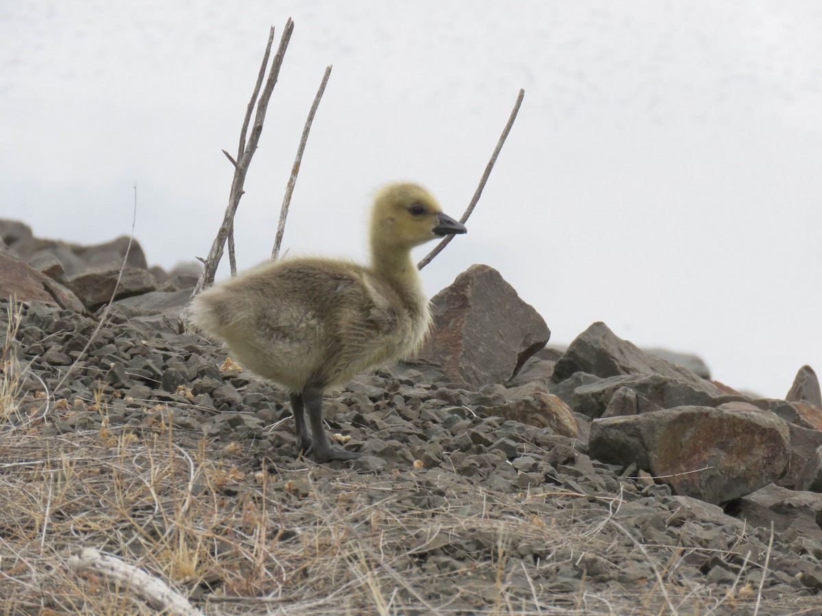 Canada Goose (moffitti/maxima) - ML619783293