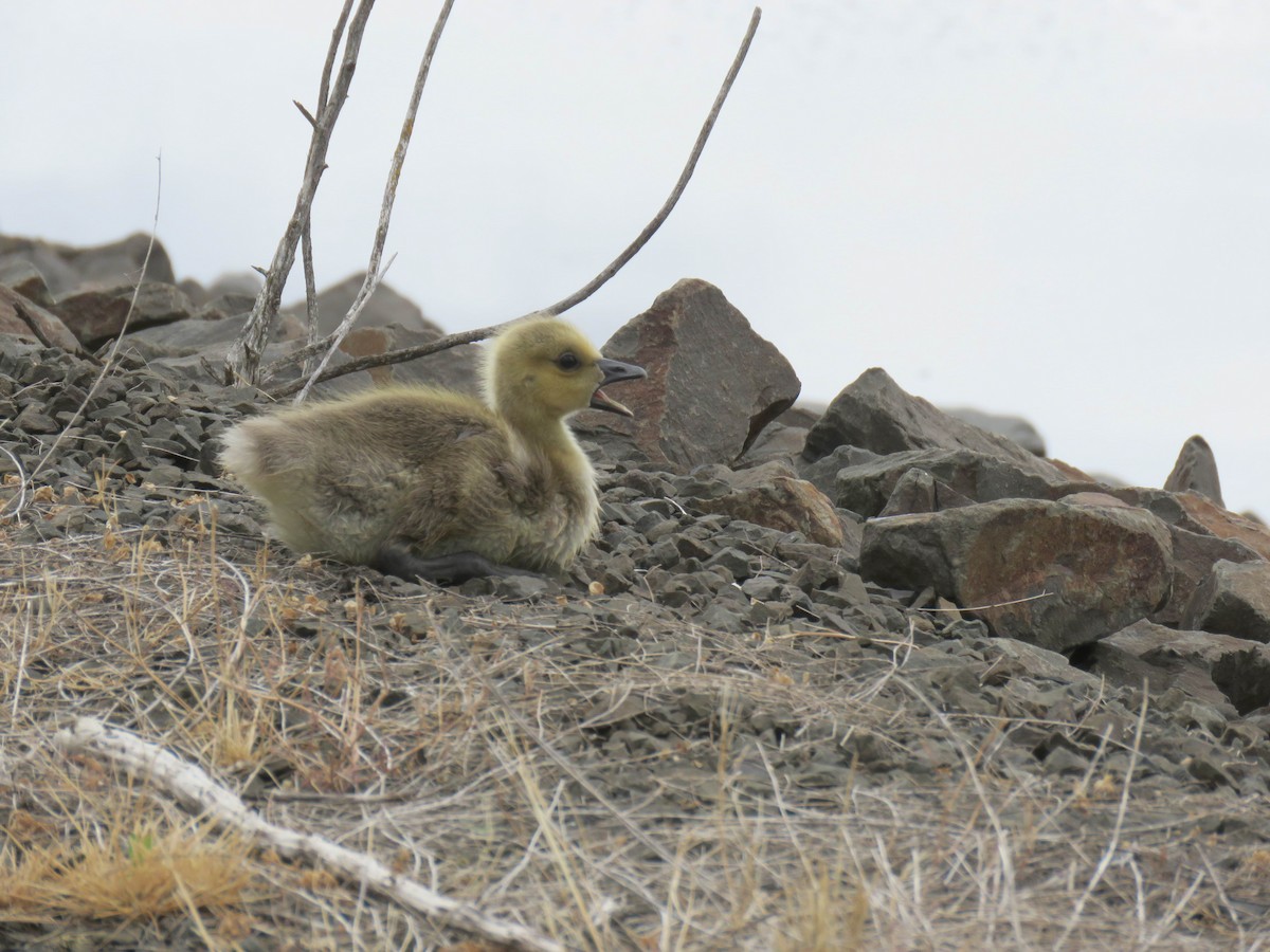 Canada Goose (moffitti/maxima) - ML619783294