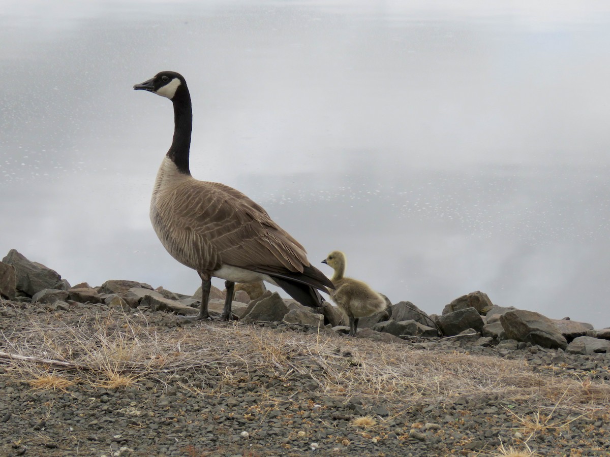 Canada Goose (moffitti/maxima) - Hendrik Herlyn