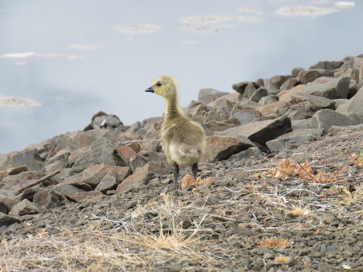 Canada Goose (moffitti/maxima) - ML619783298