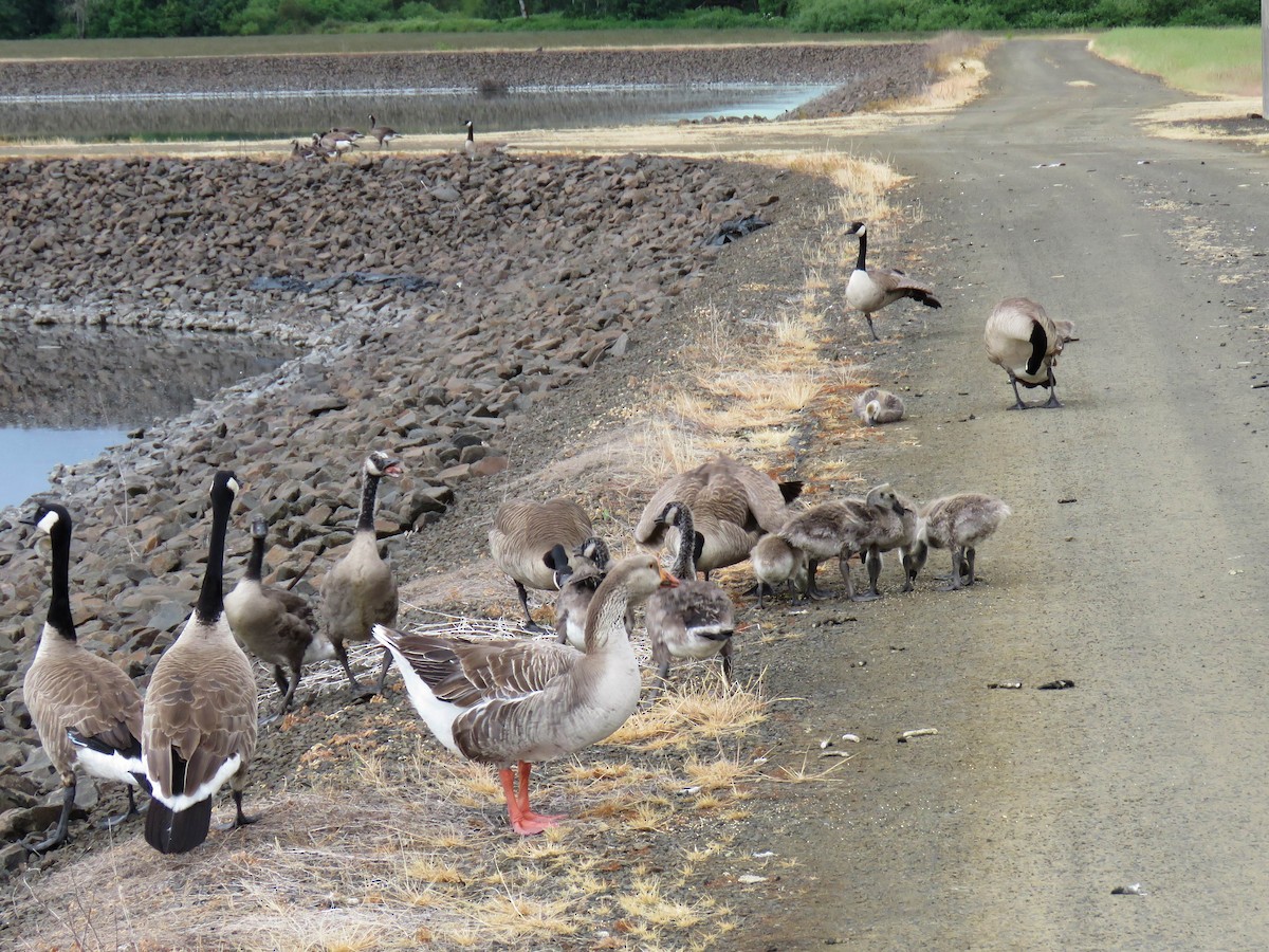 Canada Goose (moffitti/maxima) - ML619783299