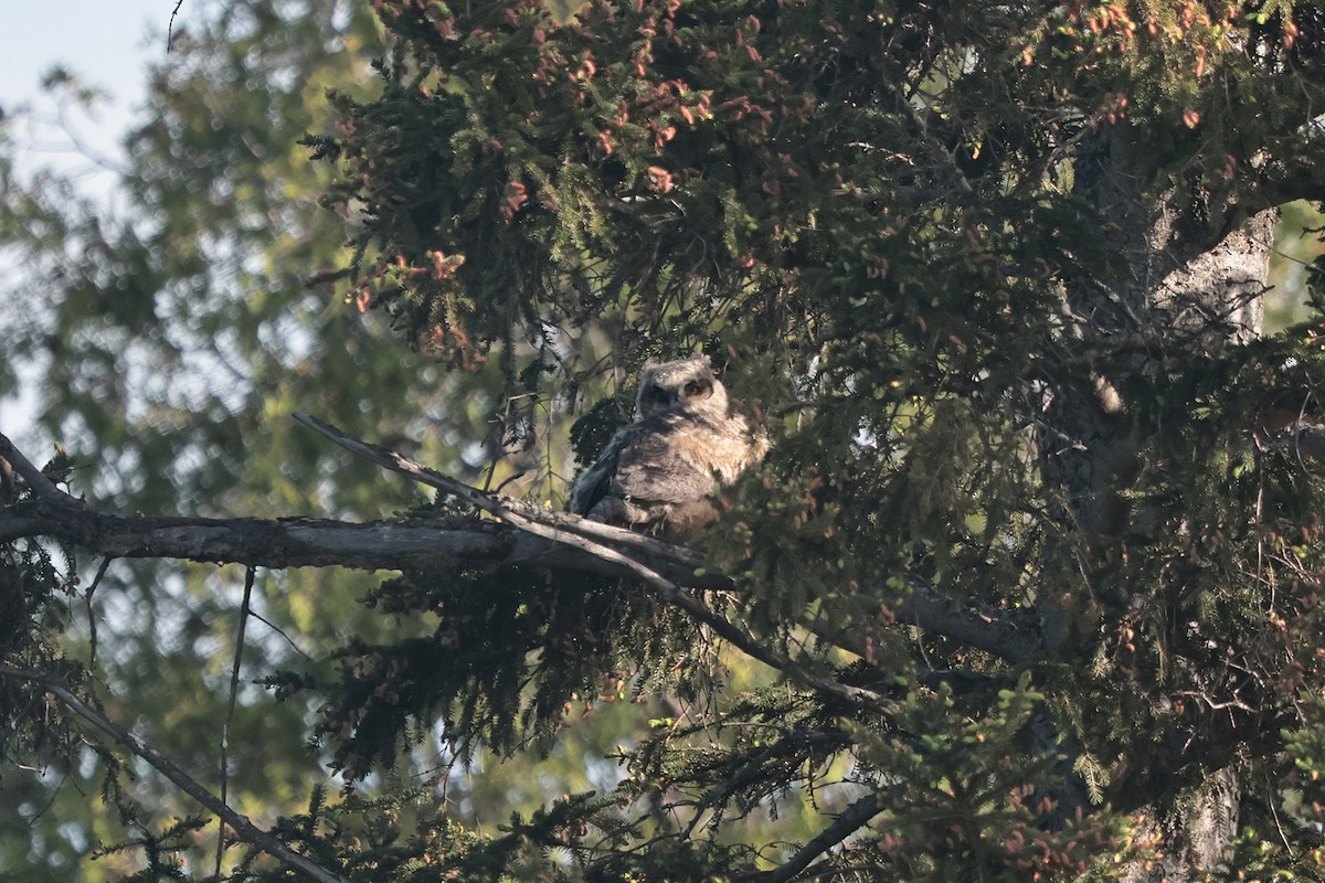 Great Horned Owl - ML619783318