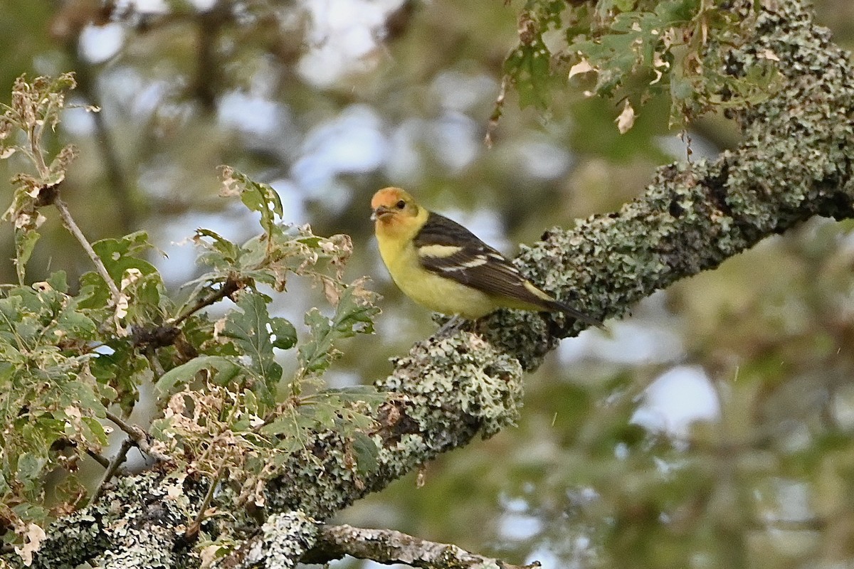 Western Tanager - ML619783321
