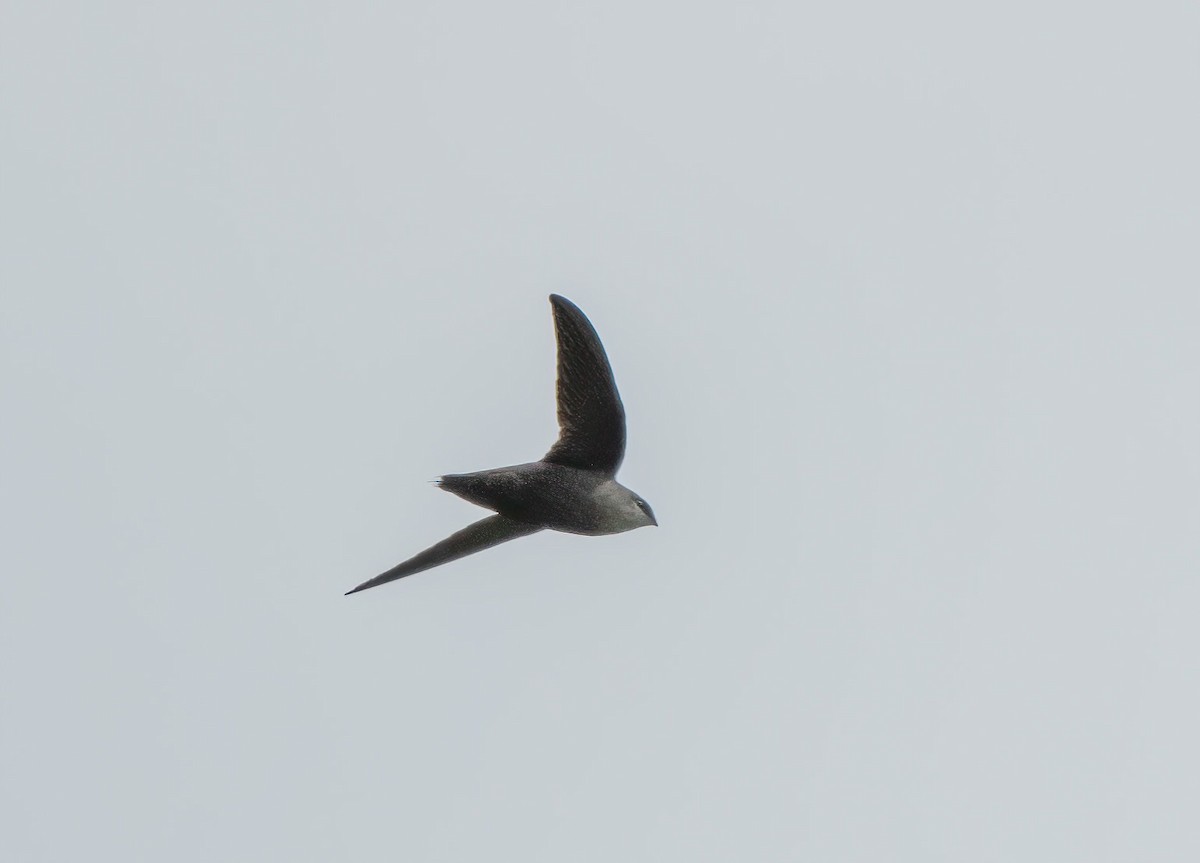 Chimney Swift - ML619783326