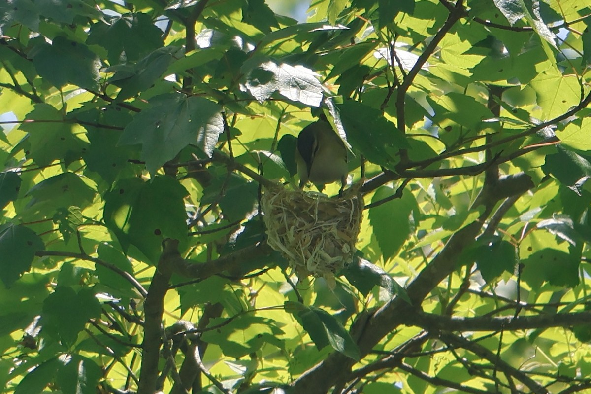 Red-eyed Vireo - ML619783338