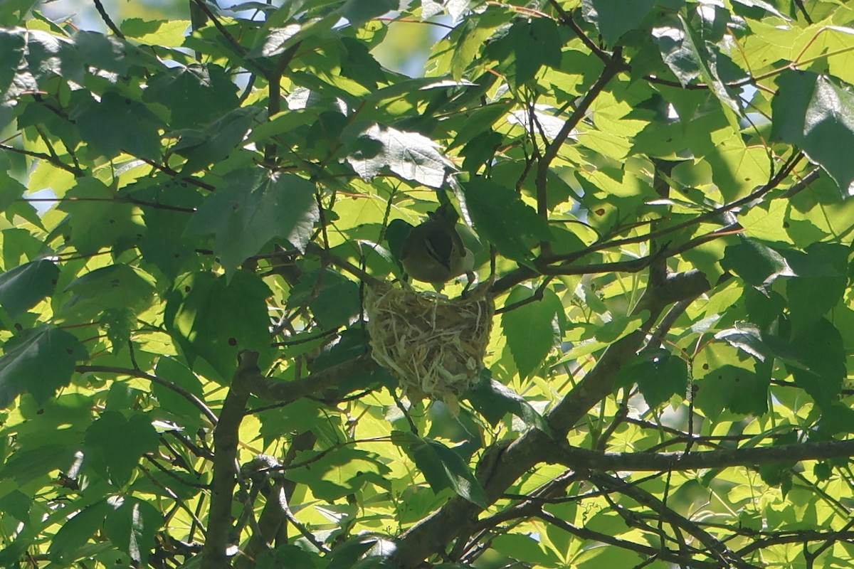 Red-eyed Vireo - ML619783339