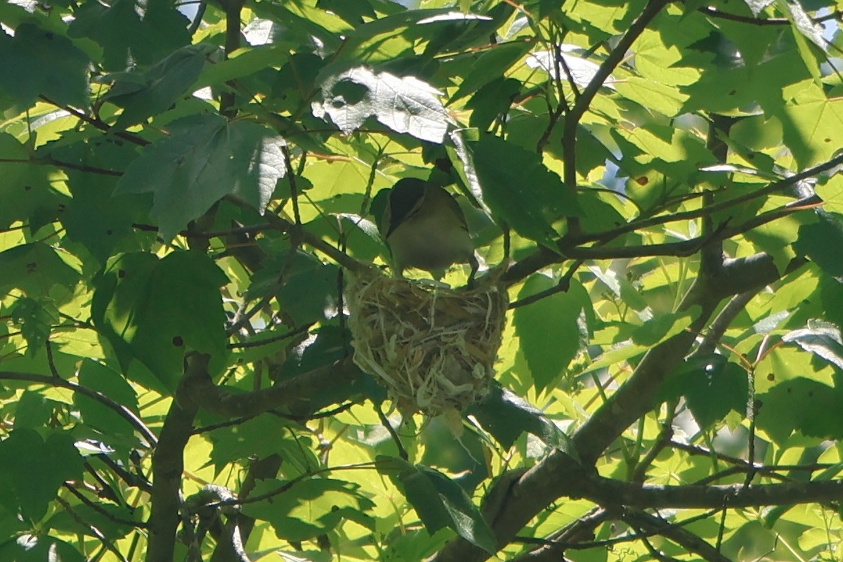 Red-eyed Vireo - ML619783340