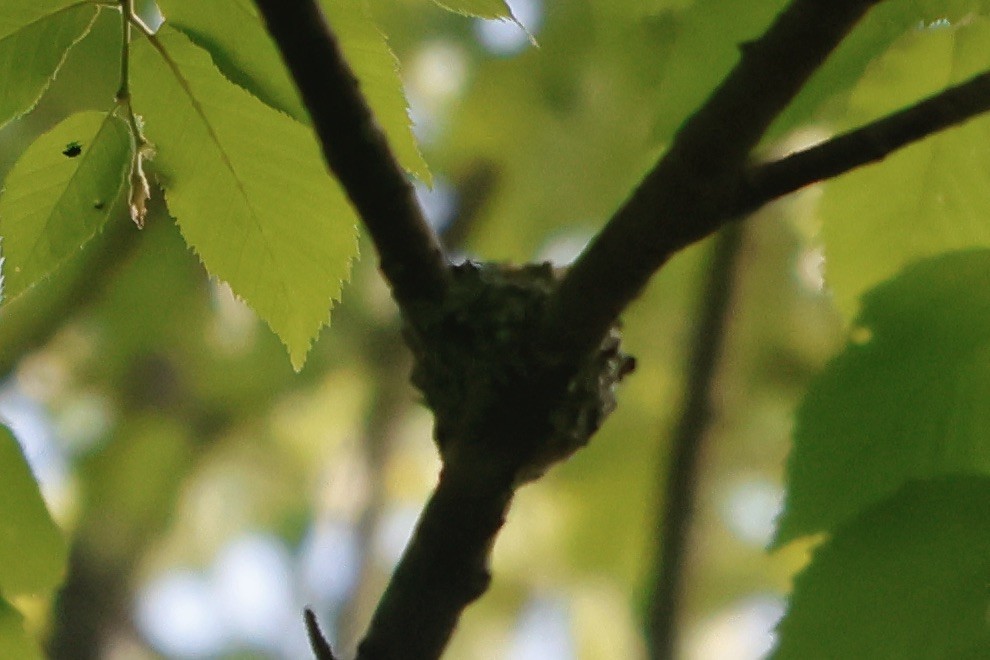 Ruby-throated Hummingbird - ML619783343