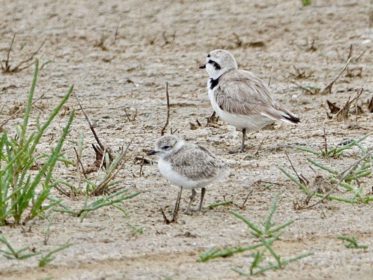 Snowy Plover - ML619783344