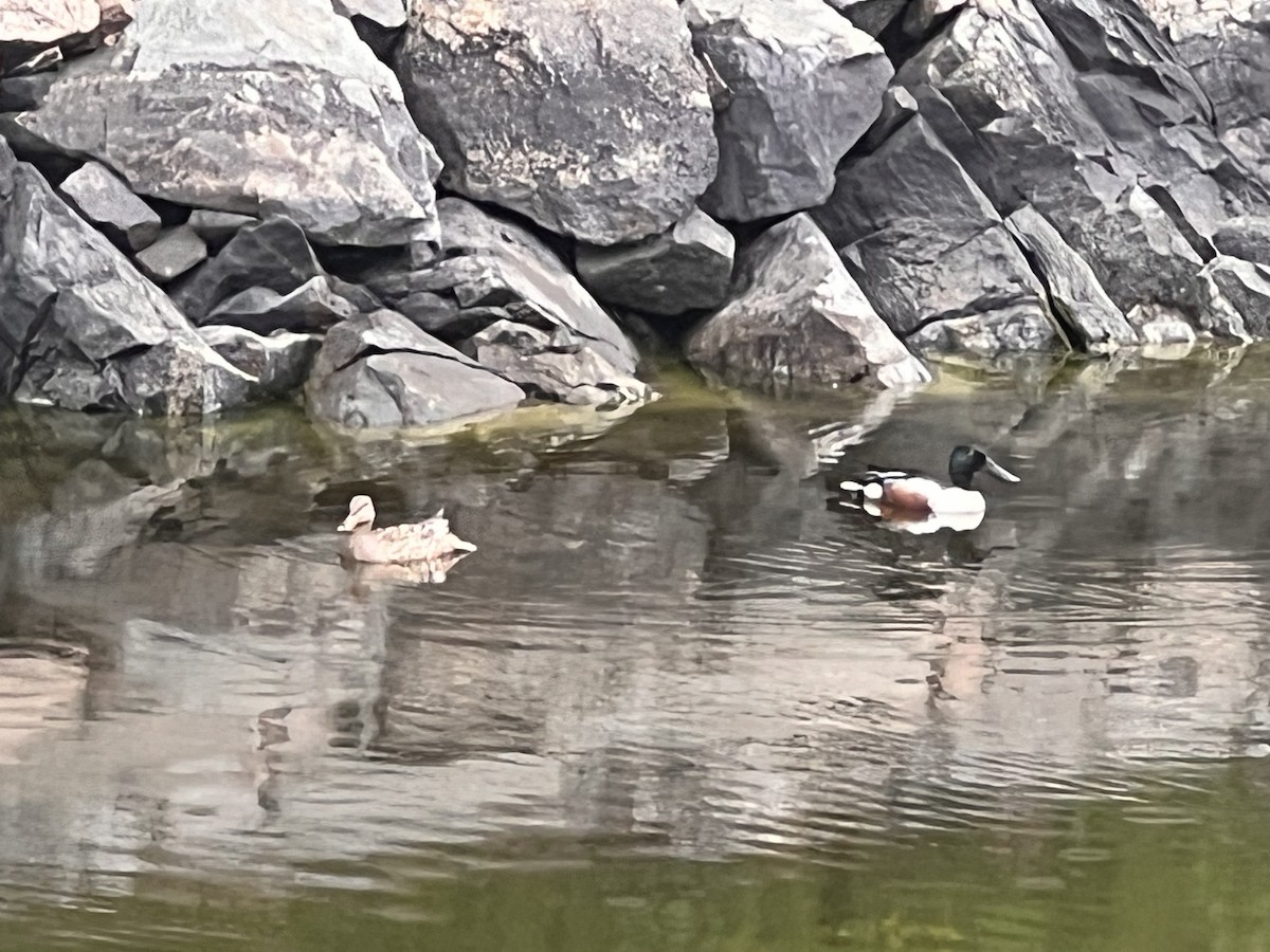 Northern Shoveler - ML619783363