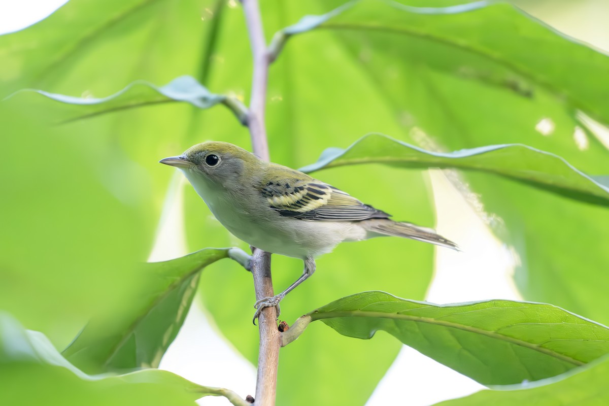 Chestnut-sided Warbler - ML619783369