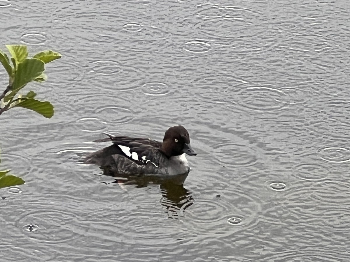 Common Goldeneye - ML619783371