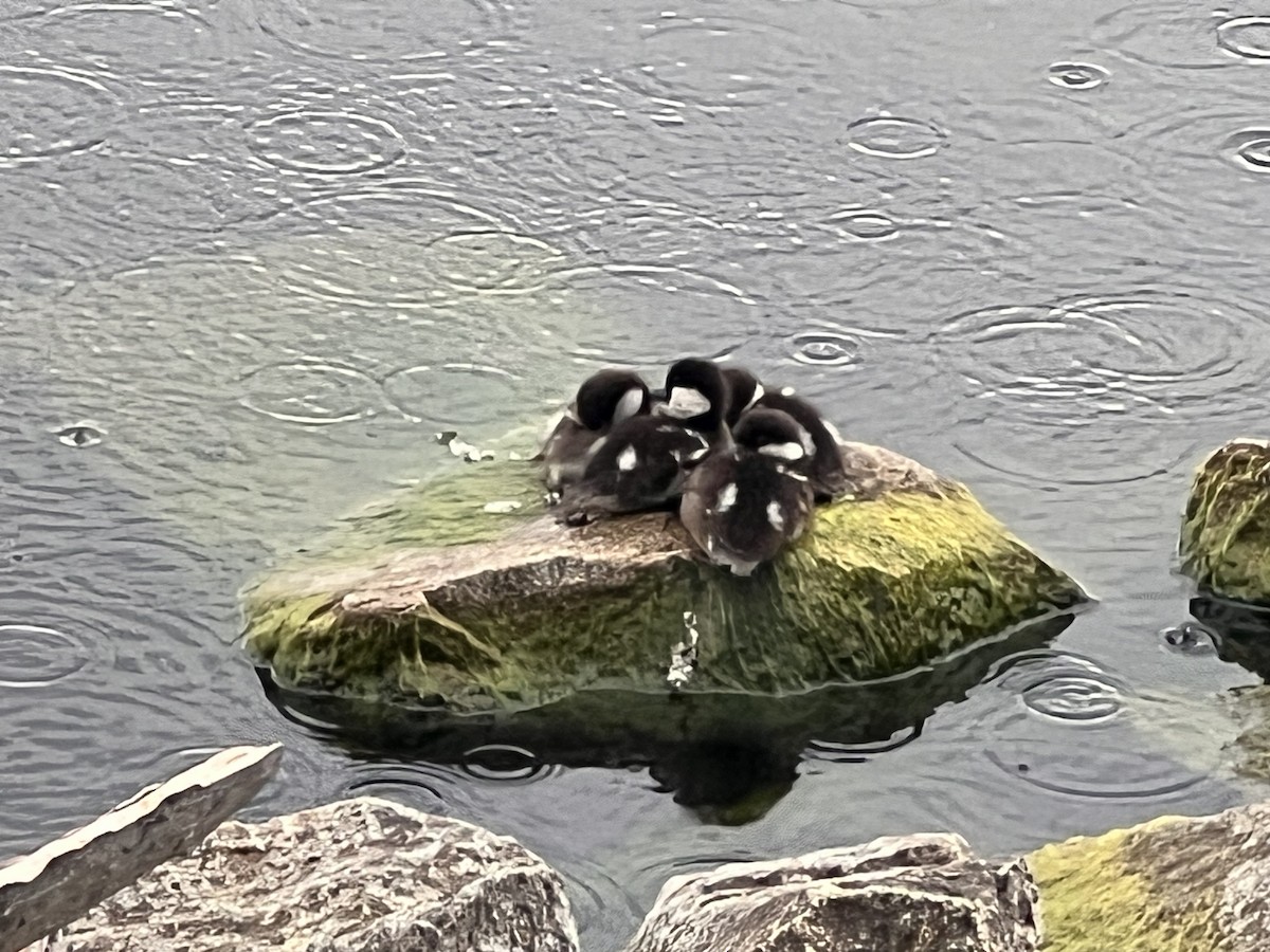 Common Goldeneye - ML619783372