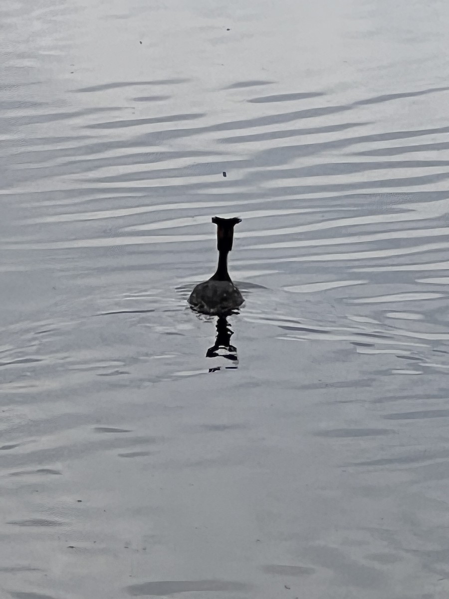 Great Crested Grebe - ML619783375