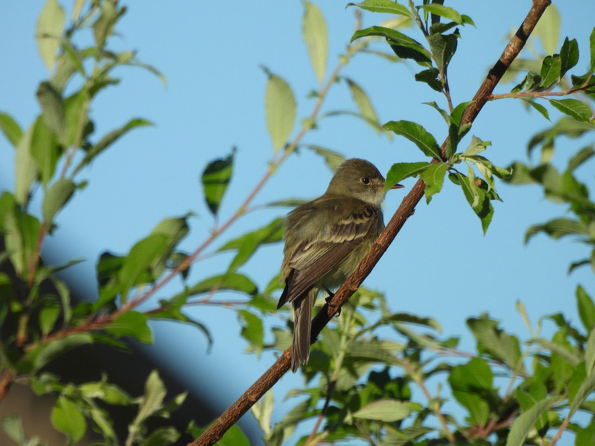 Willow Flycatcher - ML619783400