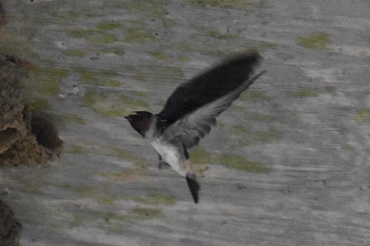 Cliff Swallow - ML619783435