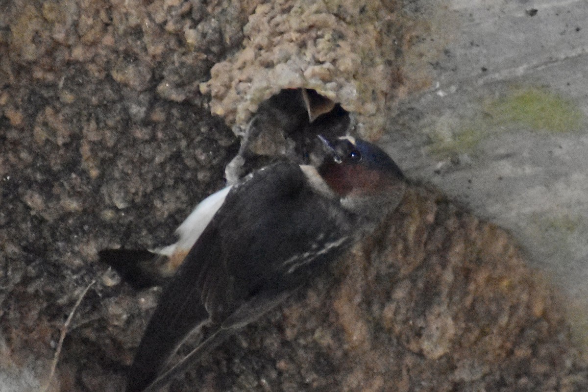 Cliff Swallow - ML619783438