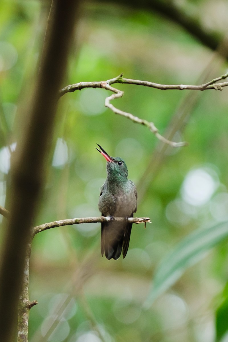 Scaly-breasted Hummingbird - ML619783473
