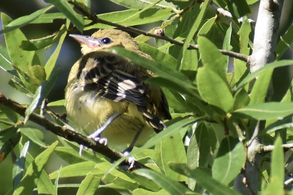 Orchard Oriole - ML619783478