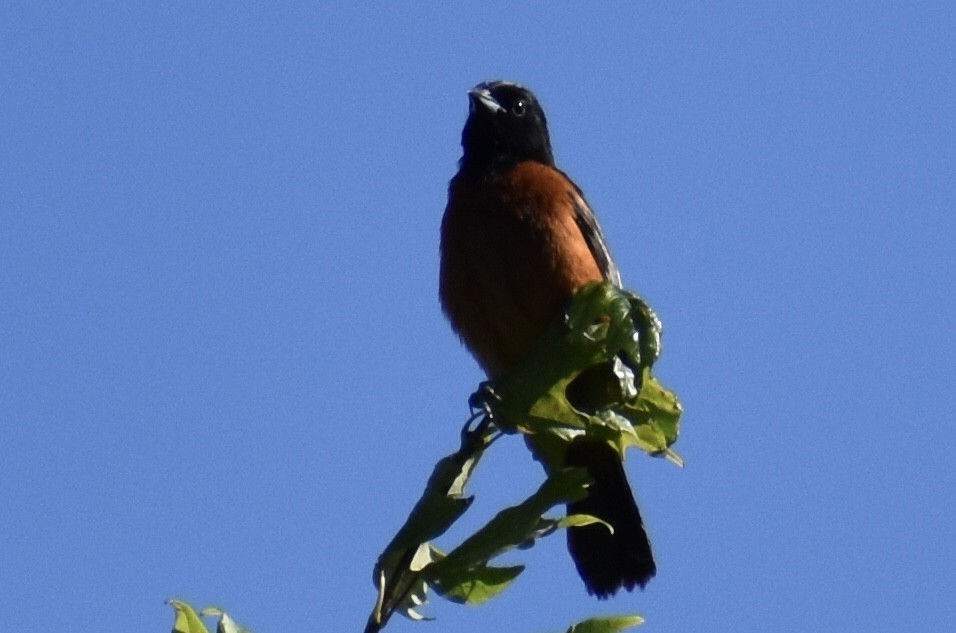 Orchard Oriole - ML619783479