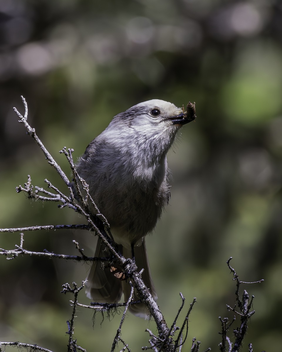 Canada Jay - ML619783484